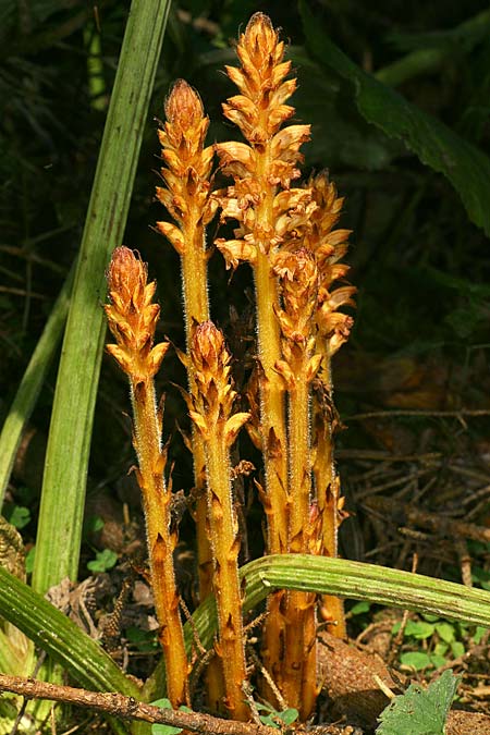 Orobanche flava, Butterbur Moss