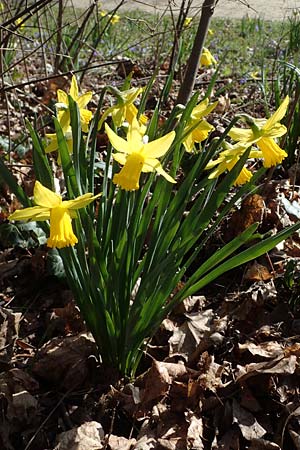 Narcissus pseudonarcissus, Wild Daffodil
