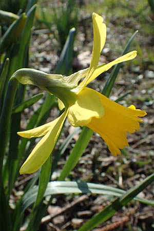Narcissus pseudonarcissus, Wild Daffodil