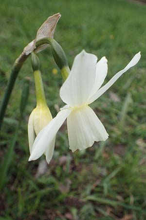 Narcissus pseudonarcissus, Wild Daffodil