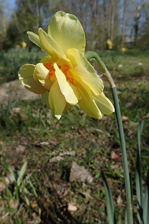 Narcissus x incomparabilis, Non-Such Daffodil