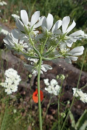 Orlaya grandiflora \ Gro�bl�tiger Breitsame / Large-Flowered Orlaya, D  2.6.2023