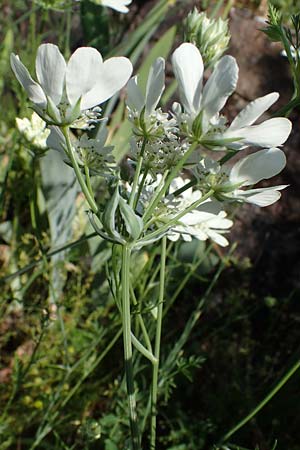 Orlaya grandiflora \ Gro�bl�tiger Breitsame / Large-Flowered Orlaya, D  2.6.2023