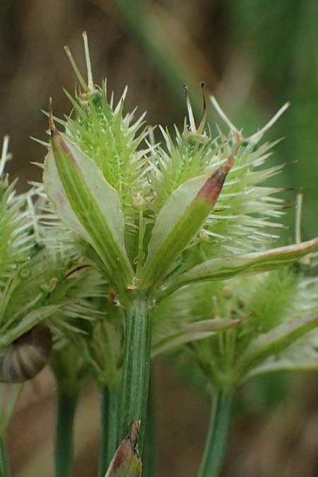 Orlaya grandiflora \ Gro�bl�tiger Breitsame / Large-Flowered Orlaya, D Wiesloch 3.6.2025