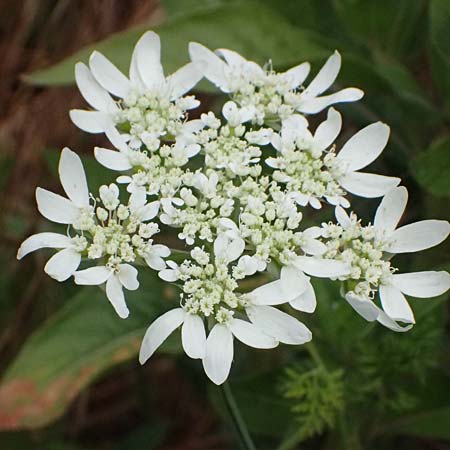 Orlaya grandiflora \ Gro�bl�tiger Breitsame / Large-Flowered Orlaya, D Wiesloch 3.6.2025