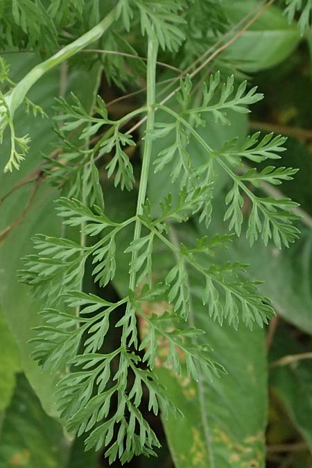 Orlaya grandiflora \ Gro�bl�tiger Breitsame / Large-Flowered Orlaya, D Wiesloch 3.6.2025
