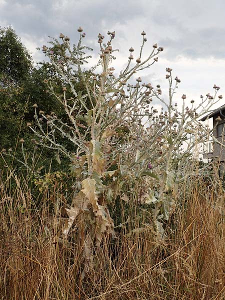 Onopordum x hortorum \ Garten-Esels-Distel, D Holzwickede 27.7.2019