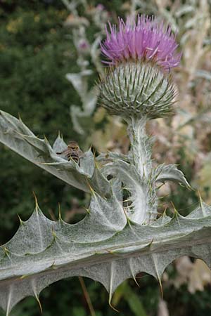 Onopordum x hortorum \ Garten-Esels-Distel, D Holzwickede 27.7.2019