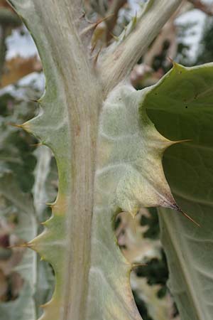 Onopordum x hortorum \ Garten-Esels-Distel, D Holzwickede 27.7.2019