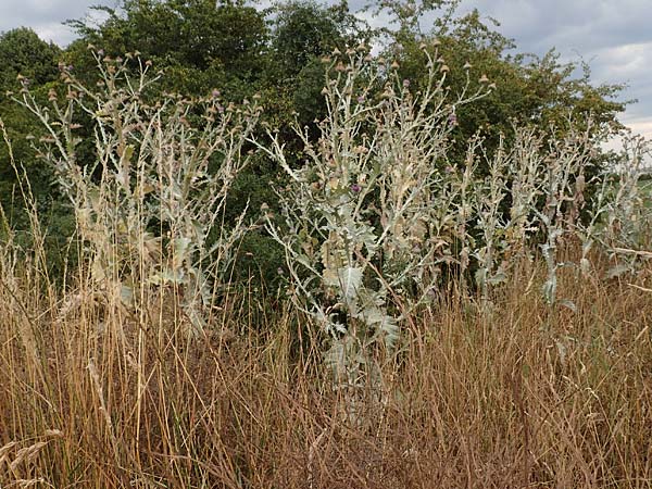 Onopordum x hortorum \ Garten-Esels-Distel, D Holzwickede 27.7.2019