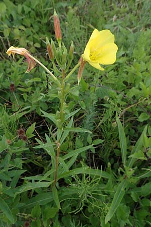 Oenothera rubrostriata \ Rotstreifige Nachtkerze / Red-Striped Evening Primrose, D Ingelheim 11.7.2017