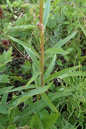Oenothera rubrostriata \ Rotstreifige Nachtkerze / Red-Striped Evening Primrose, D Ingelheim 11.7.2017