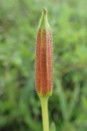Oenothera rubrostriata \ Rotstreifige Nachtkerze / Red-Striped Evening Primrose, D Ingelheim 11.7.2017