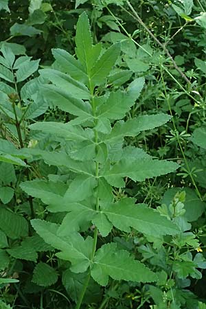 Oenanthe javanica \ Koreanische Petersilie, Wasserfenchel / Water Celery, Java Water Dropwort, D Sprockh&ouml;vel 22.6.2025