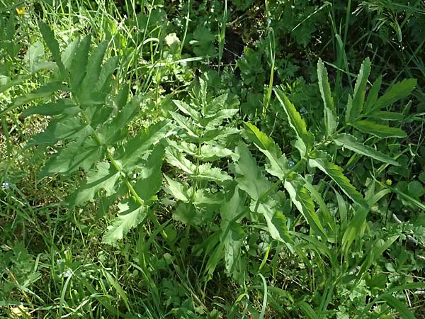 Oenanthe javanica \ Koreanische Petersilie, Wasserfenchel / Water Celery, Java Water Dropwort, D Sprockh&ouml;vel 22.6.2025