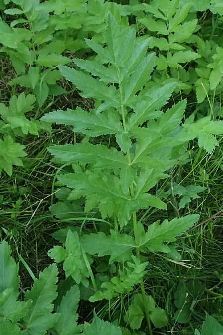 Oenanthe javanica \ Koreanische Petersilie, Wasserfenchel / Water Celery, Java Water Dropwort, D Sprockh&ouml;vel 22.6.2025