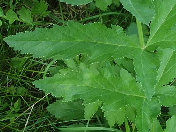 Oenanthe javanica \ Koreanische Petersilie, Wasserfenchel / Water Celery, Java Water Dropwort, D Sprockh&ouml;vel 22.6.2025