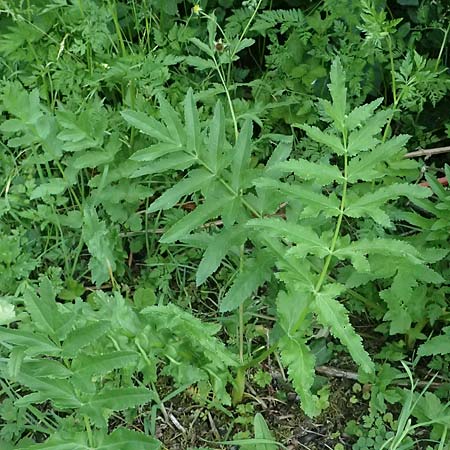 Oenanthe javanica \ Koreanische Petersilie, Wasserfenchel / Water Celery, Java Water Dropwort, D Sprockh&ouml;vel 22.6.2025