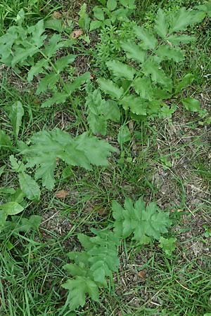 Oenanthe javanica \ Koreanische Petersilie, Wasserfenchel / Water Celery, Java Water Dropwort, D Sprockh&ouml;vel 22.6.2025