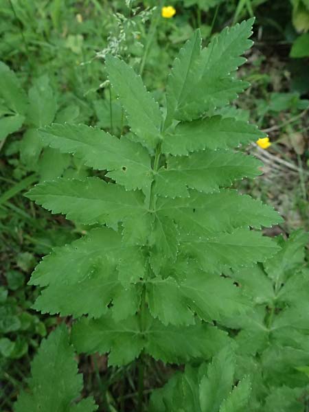 Oenanthe javanica \ Koreanische Petersilie, Wasserfenchel / Water Celery, Java Water Dropwort, D Sprockh&ouml;vel 22.6.2025