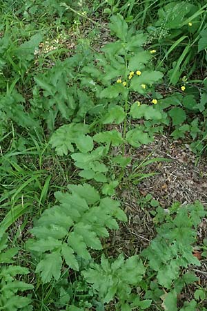 Oenanthe javanica \ Koreanische Petersilie, Wasserfenchel / Water Celery, Java Water Dropwort, D Sprockh&ouml;vel 22.6.2025