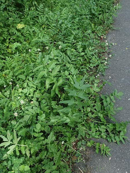 Oenanthe javanica \ Koreanische Petersilie, Wasserfenchel / Water Celery, Java Water Dropwort, D Sprockh&ouml;vel 22.6.2025