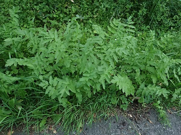 Oenanthe javanica \ Koreanische Petersilie, Wasserfenchel / Water Celery, Java Water Dropwort, D Sprockh&ouml;vel 22.6.2025