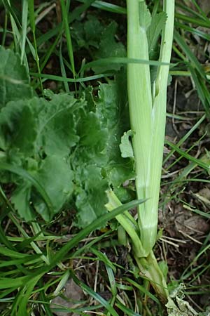 Oenanthe javanica \ Koreanische Petersilie, Wasserfenchel / Water Celery, Java Water Dropwort, D Sprockh&ouml;vel 22.6.2025