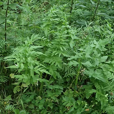 Oenanthe javanica \ Koreanische Petersilie, Wasserfenchel / Water Celery, Java Water Dropwort, D Sprockh&ouml;vel 22.6.2025