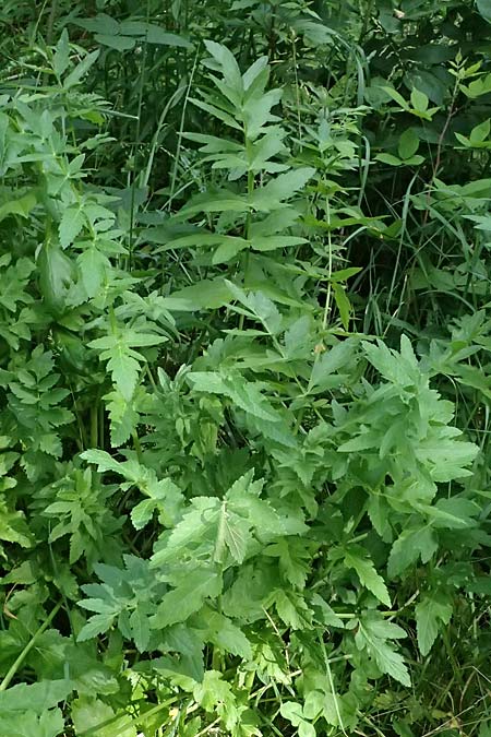 Oenanthe javanica \ Koreanische Petersilie, Wasserfenchel / Water Celery, Java Water Dropwort, D Sprockh&ouml;vel 22.6.2025