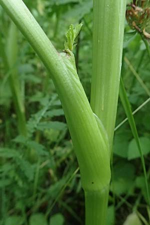 Oenanthe javanica \ Koreanische Petersilie, Wasserfenchel / Water Celery, Java Water Dropwort, D Sprockh&ouml;vel 22.6.2025