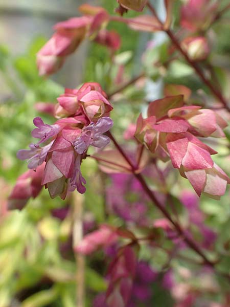 Origanum libanoticum \ Hopfenbl�tiger Dost / Cascading Sweet Oregano, Hopflower Oregano, D Pforzheim 26.6.2016