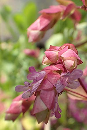 Origanum libanoticum \ Hopfenbl�tiger Dost / Cascading Sweet Oregano, Hopflower Oregano, D Pforzheim 26.6.2016