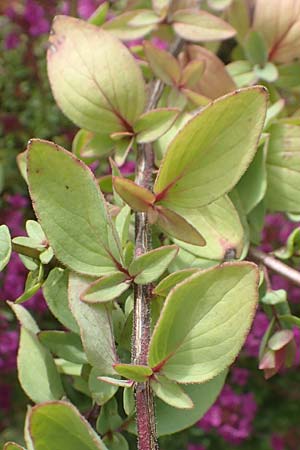 Origanum libanoticum \ Hopfenbl�tiger Dost / Cascading Sweet Oregano, Hopflower Oregano, D Pforzheim 26.6.2016