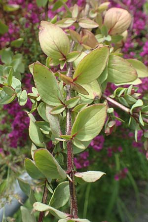 Origanum libanoticum \ Hopfenbl�tiger Dost / Cascading Sweet Oregano, Hopflower Oregano, D Pforzheim 26.6.2016