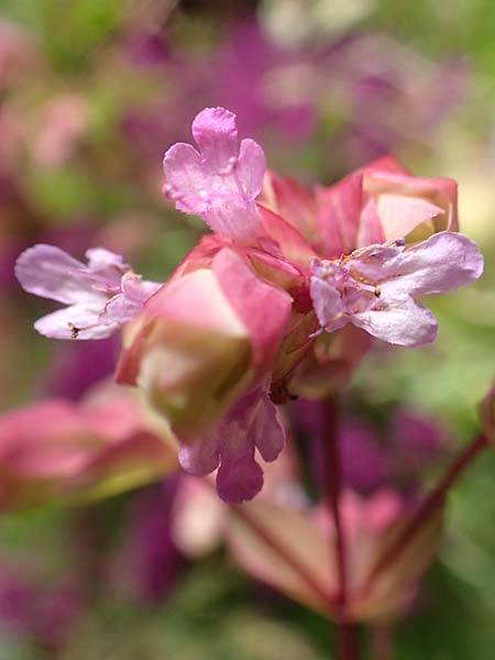 Origanum libanoticum \ Hopfenbl�tiger Dost / Cascading Sweet Oregano, Hopflower Oregano, D Pforzheim 26.6.2016