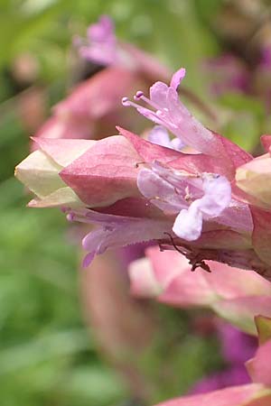 Origanum libanoticum \ Hopfenbl�tiger Dost / Cascading Sweet Oregano, Hopflower Oregano, D Pforzheim 26.6.2016