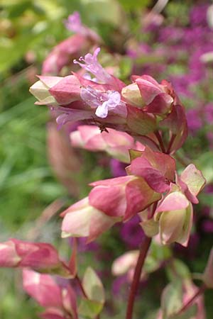 Origanum libanoticum \ Hopfenbl�tiger Dost / Cascading Sweet Oregano, Hopflower Oregano, D Pforzheim 26.6.2016