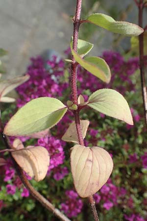 Origanum libanoticum \ Hopfenbl�tiger Dost / Cascading Sweet Oregano, Hopflower Oregano, D Pforzheim 26.6.2016