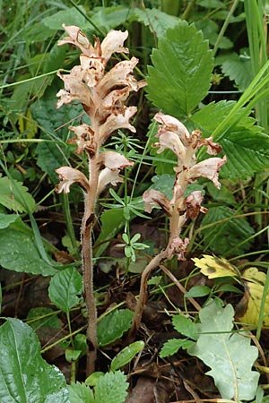 Orobanche alsatica subsp. mayeri, Mayer's Moss