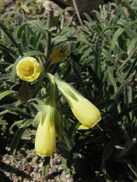 Onosma bourgaei \ Bourgeaus Lotwurz / Bourgeau's Goldendrop, D Botan. Gar.  Universit.  Mainz 4.8.2007