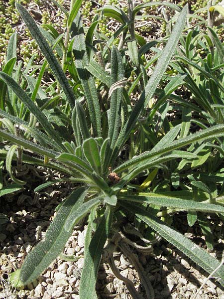 Onosma bourgaei \ Bourgeaus Lotwurz / Bourgeau's Goldendrop, D Botan. Gar.  Universit.  Mainz 4.8.2007