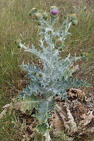 Onopordum acanthium, Cotton Thistle