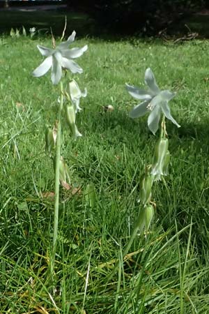 Ornithogalum nutans \ Nickender Milchstern / Drooping Star of Bethlehem, D Karlsruhe 5.4.2024