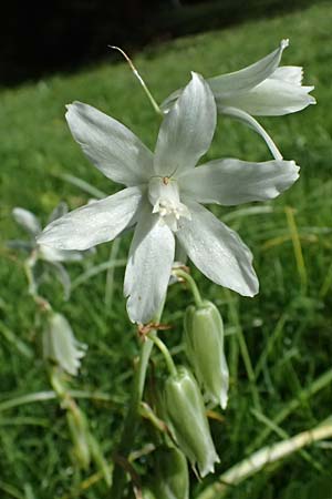 Ornithogalum nutans \ Nickender Milchstern / Drooping Star of Bethlehem, D Karlsruhe 5.4.2024
