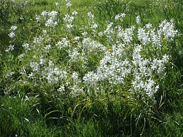 Ornithogalum nutans \ Nickender Milchstern / Drooping Star of Bethlehem, D Karlsruhe 5.4.2024