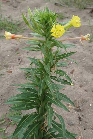 Oenothera oakesiana, Sandy Evening Primrose