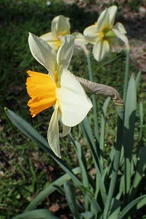 Narcissus x incomparabilis, Non-Such Daffodil