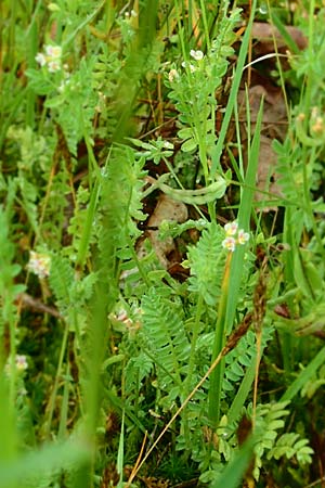 Ornithopus perpusillus \ Kleiner Vogelfu� / Bird's-Foot, D Erlenbach am Main 4.6.2016