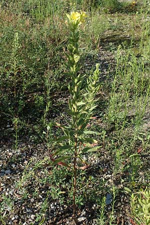 Oenothera deflexa \ Abgebogene Nachtkerze / Leipzig Evening Primrose, D Mannheim 6.8.2017